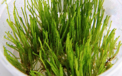 Spikey moss in beker